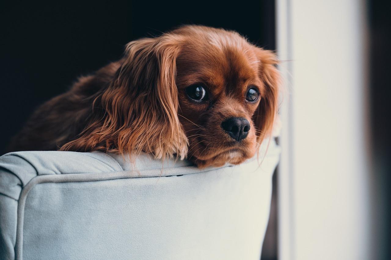 Ambiente limpo promove a segurança e o bem-estar dos pets