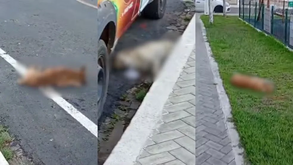 Cães foram encontrados mortos no Centro de Paulistana, no Sul do estado