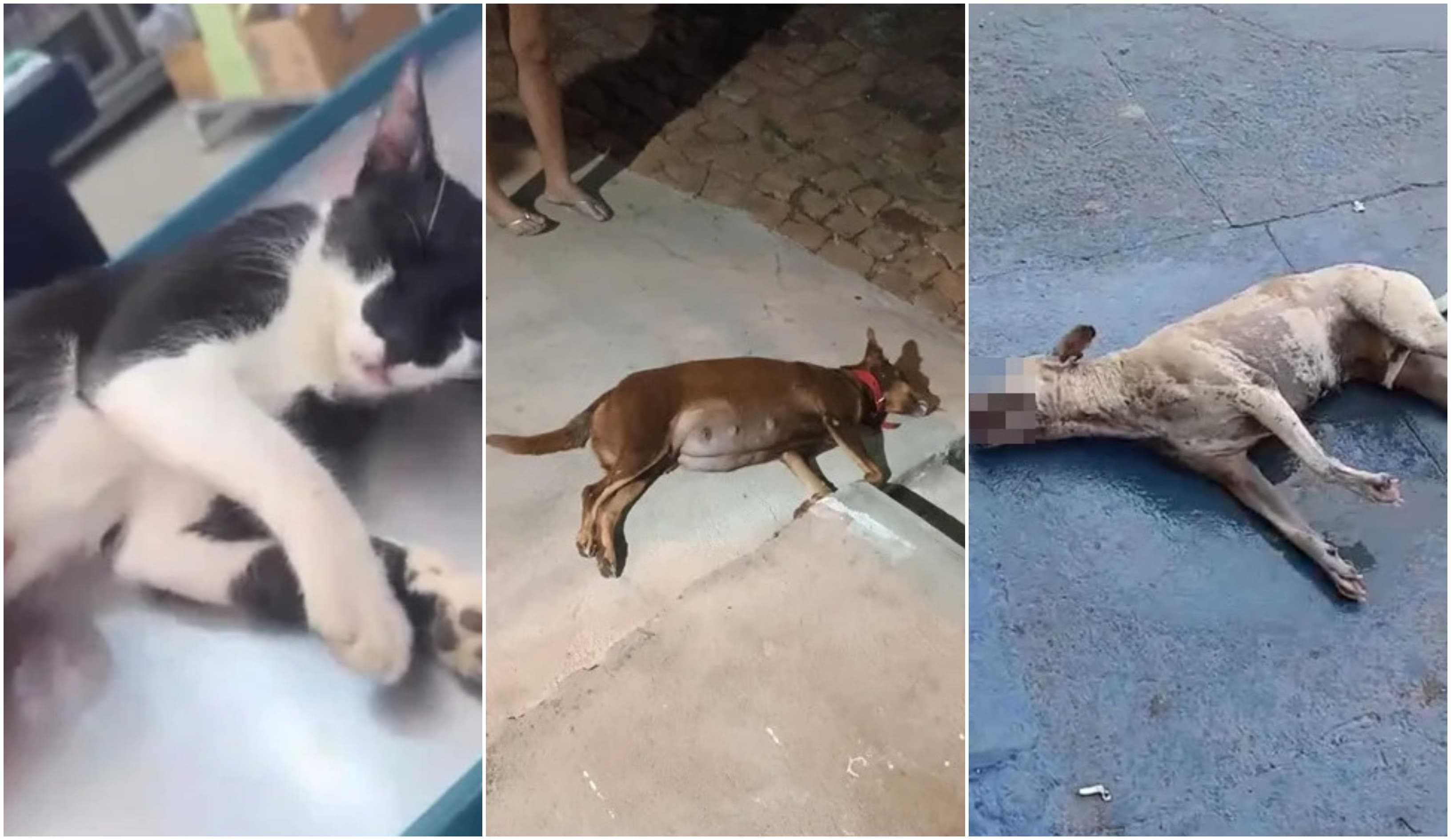 Santa Cruz do Piauí registra mortes de animais e suspeita de envenenamento em série