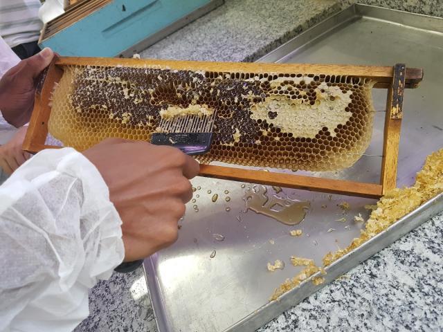 Piauí é o segundo maior exportador de mel do país