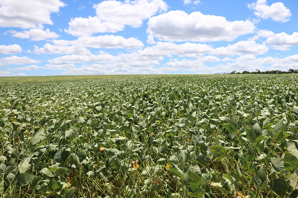 O Hydratus foi formulado para proteger as plantas em condições de escassez hídrica e ainda estimular seu crescimento