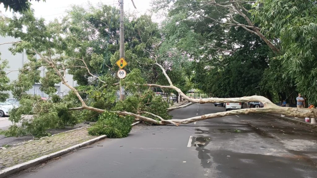 Queda de árvore de grande porte provoca interdição na avenida Maranhão