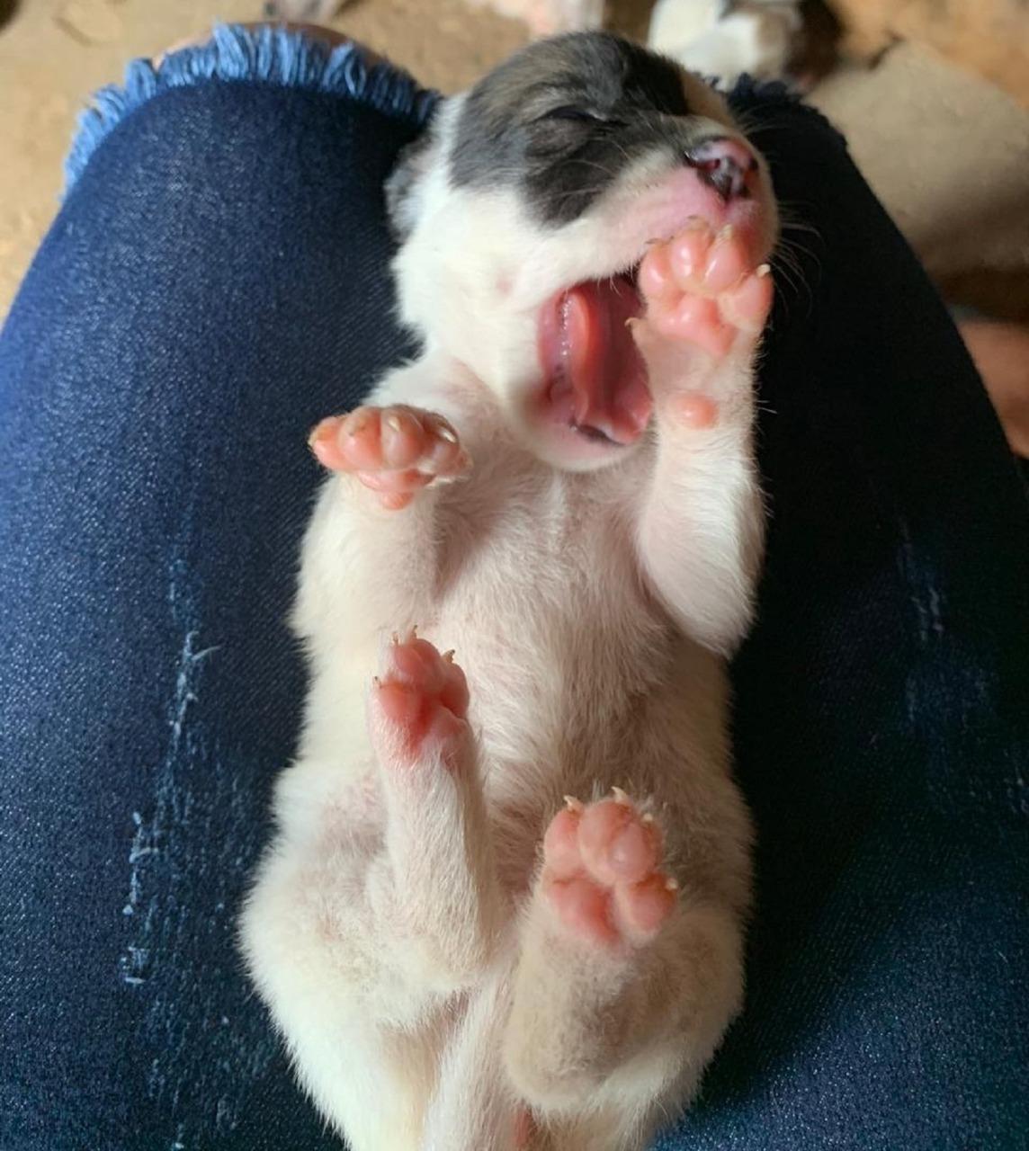 Saúde dos pets