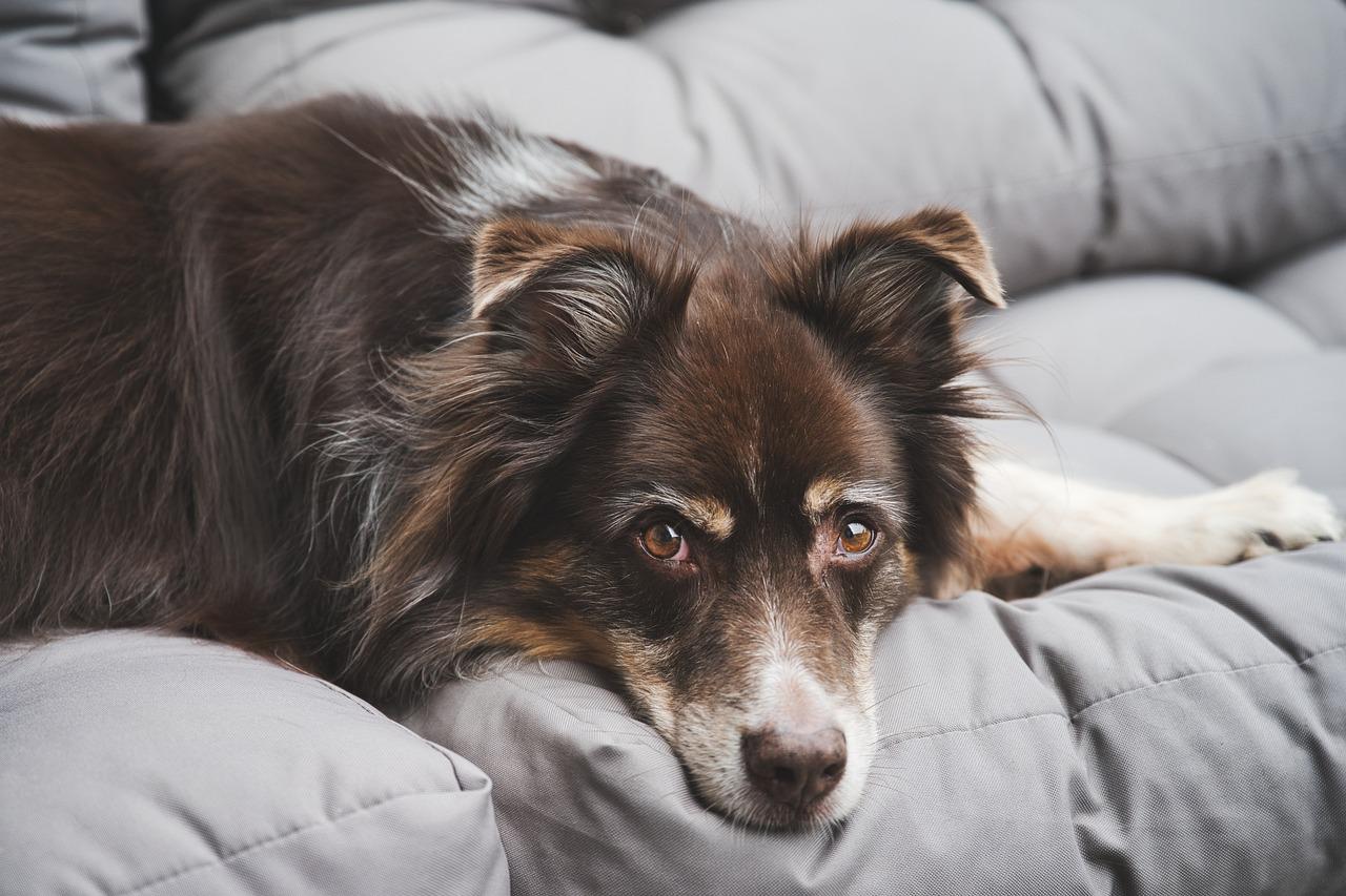 Boa iluminação promove conforto visual para os pets