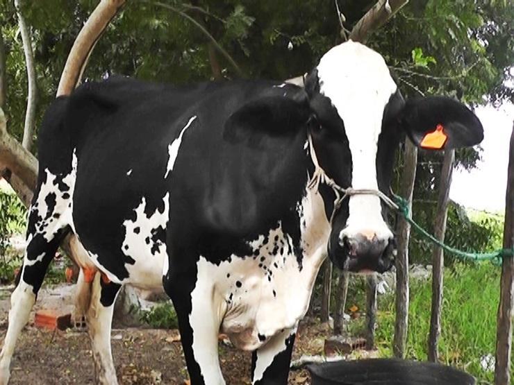 Programa de inseminação em animais abre inscrição no dia 25 de março