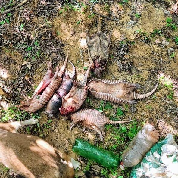 Animais são abatidos de forma ilegal no sul do Piauí