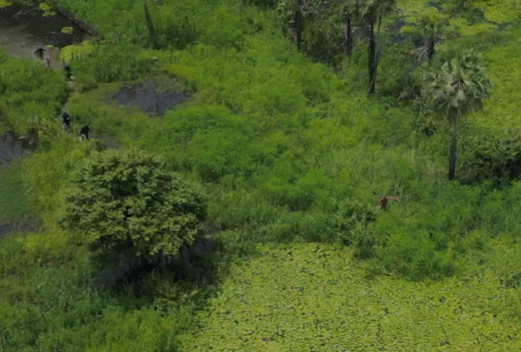 Policiais que cercavam a área registraram a tentativa de fuga por drone