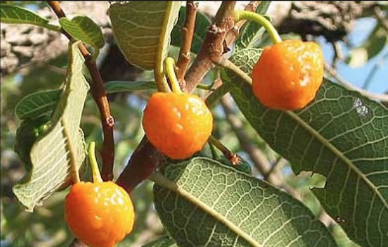 Mama-Cadela é encontrada no cerrado e pode ajudar no tratamento do vitiligo