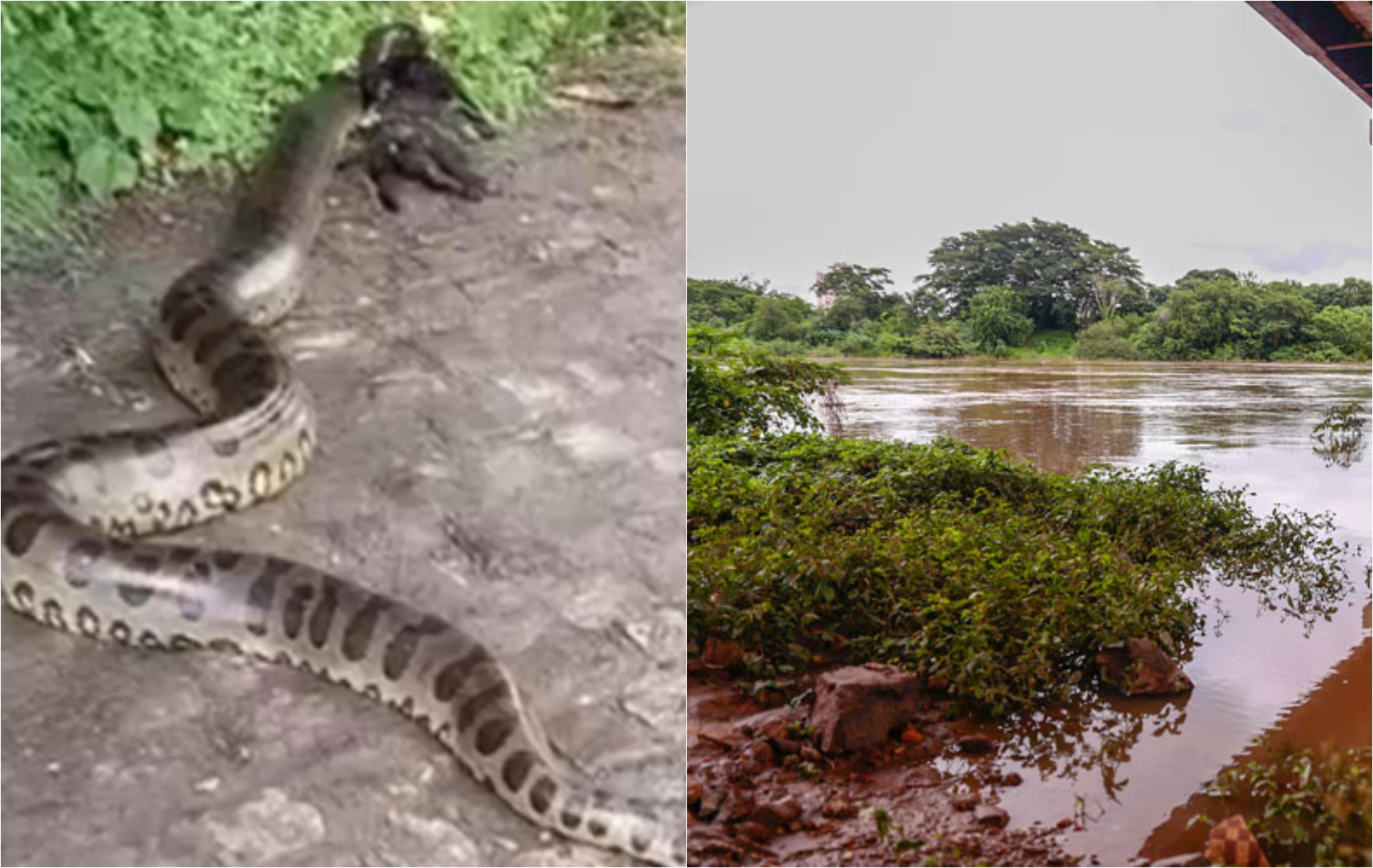 Normalmente, as cobras aparecem em locais como rios, lagoas e rede de esgotos