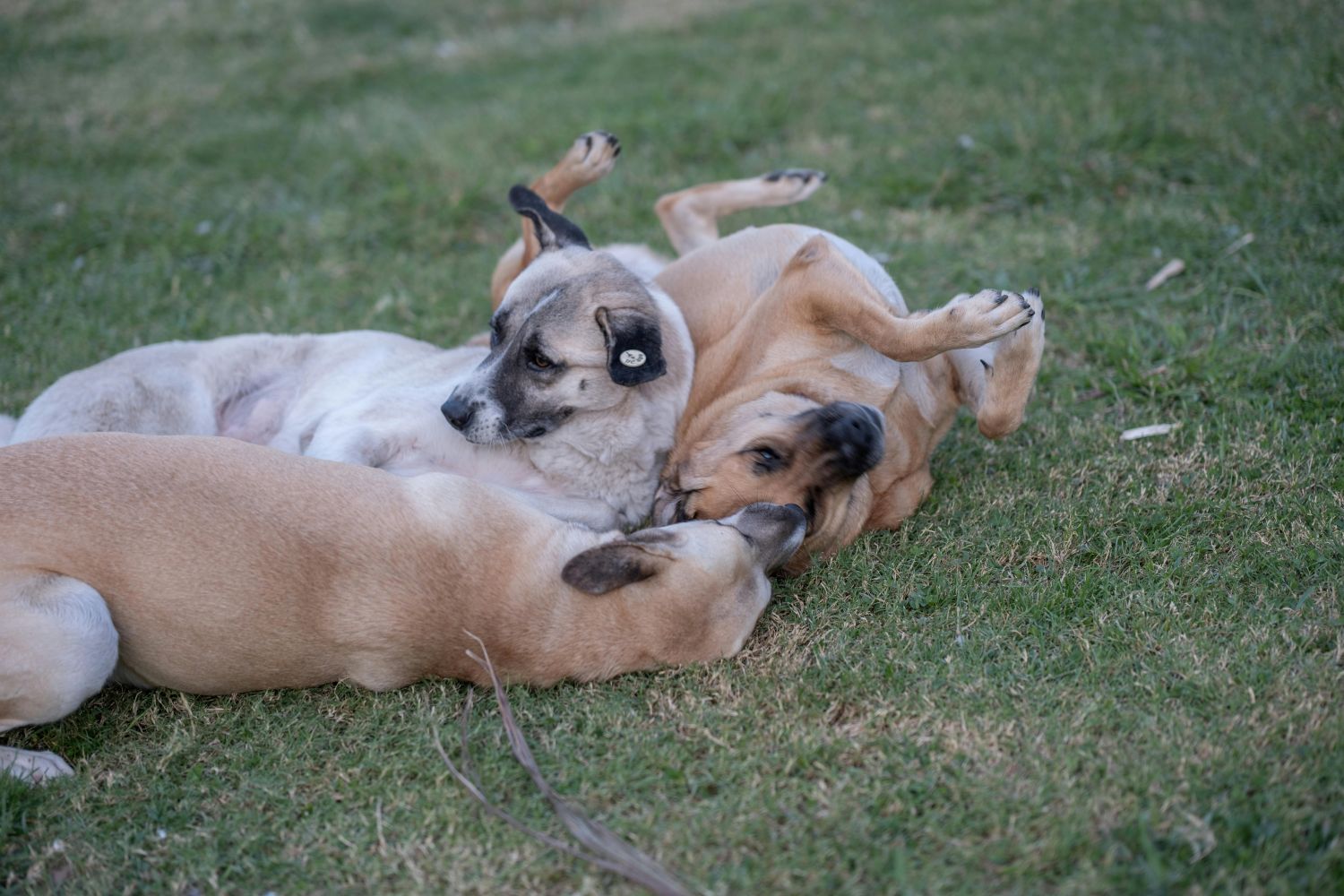 Conheça estratégias para desenvolver a cognição dos cães em casa e na rua