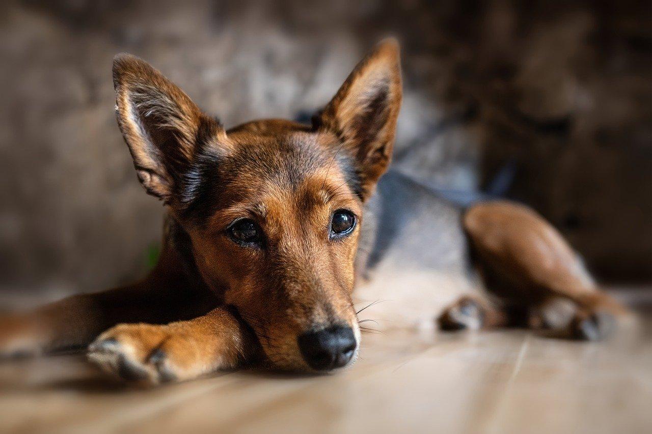 Cuidados com os pets em tempos de dengue