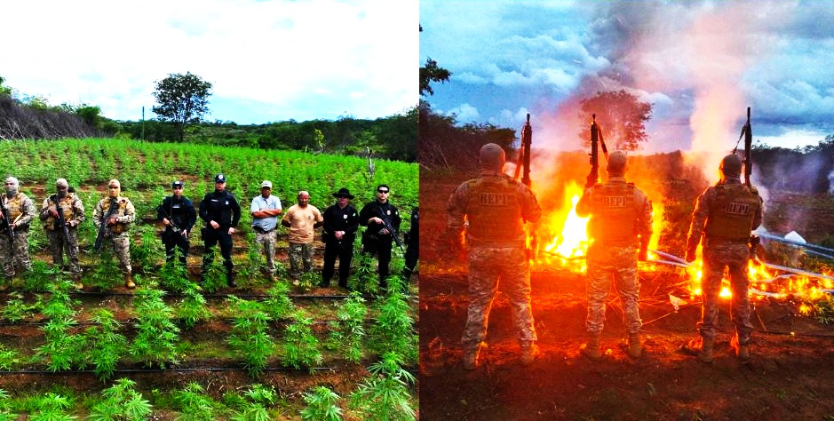 Plantação com milhares de mudas de maconha é localizada e destruída no Sul do Piauí.