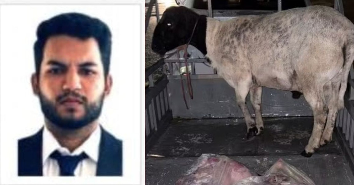 As duas ovelhas roubadas foram recuperadas pela polícia, uma viva e outra já abatida.