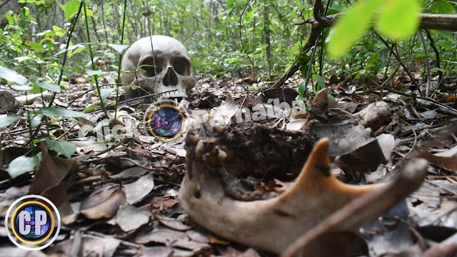 Ossada humana é encontrada em região de mata em Parnaíba