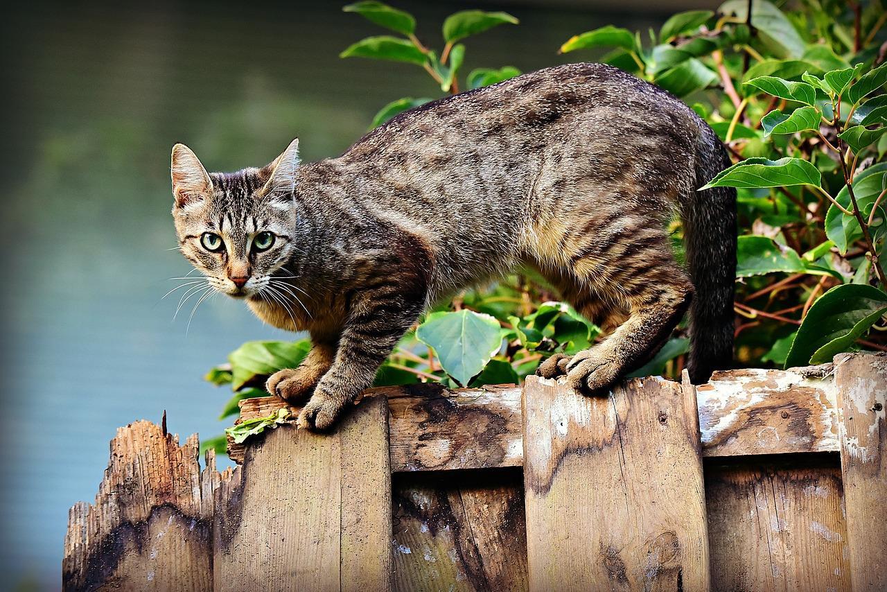 É possível evitar o desconforto das pulgas e carrapatos nos pets