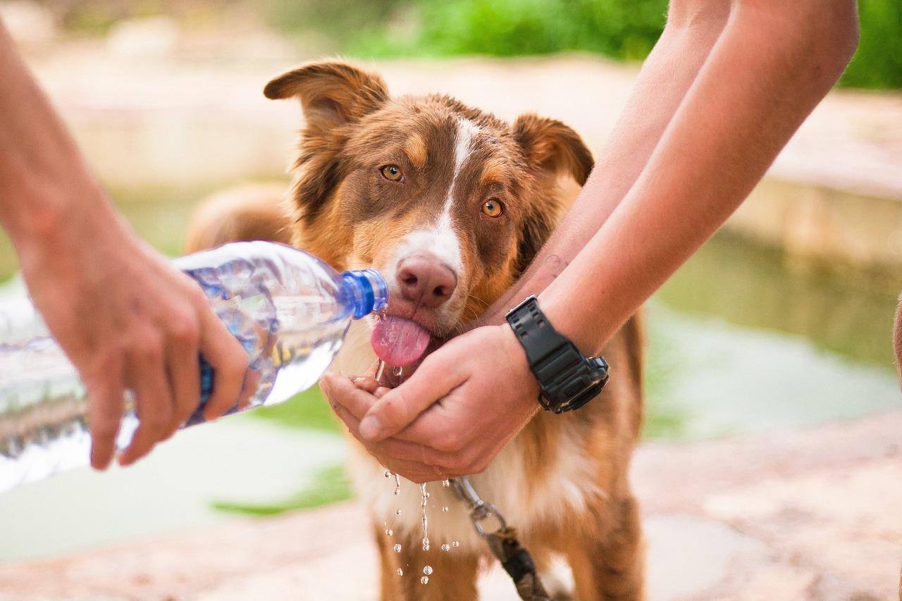 É preciso proteger os pets das fortes ondas de calor