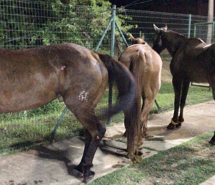 Cavalos que se assustaram com fogos de artifícios na Expoapi
