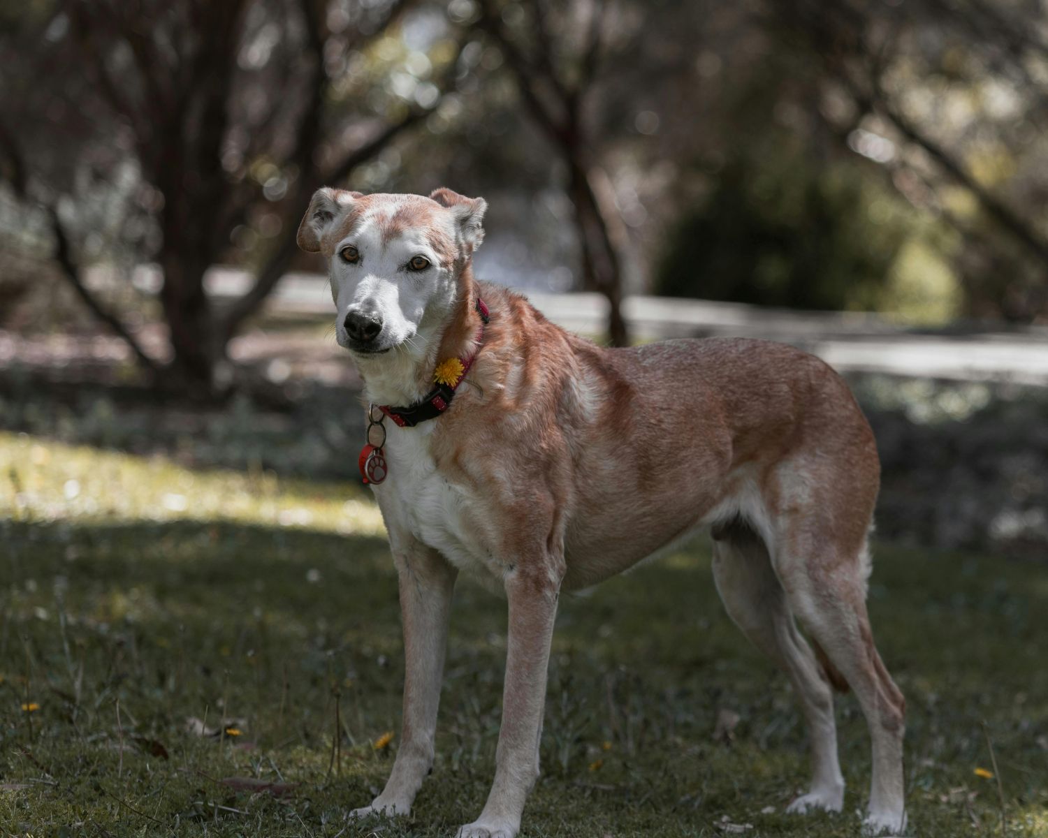 Envelhecimento canino exige novas práticas de cuidado