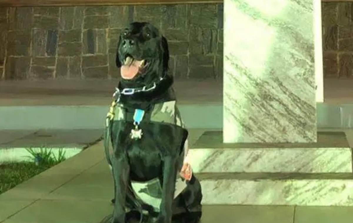 Eros, cão farejador