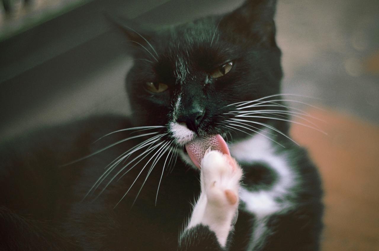 Gato