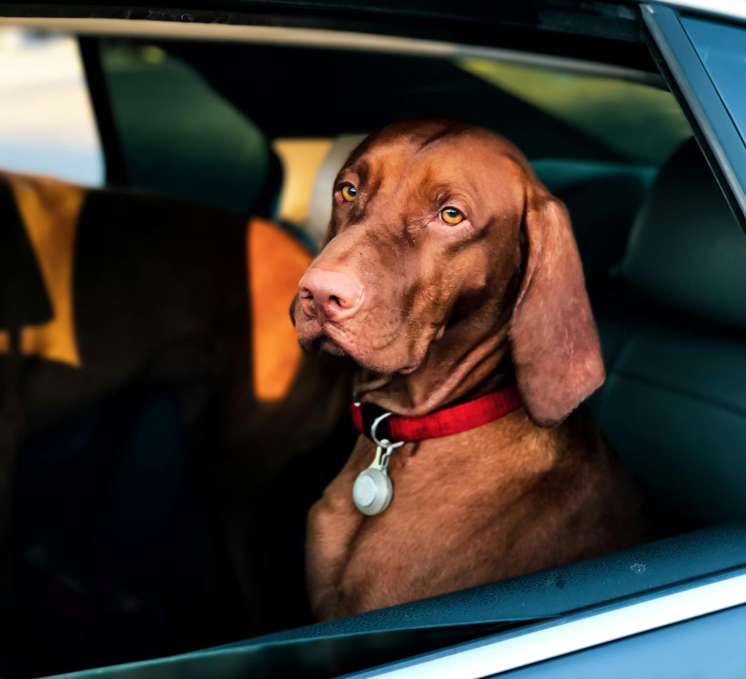 Tutores precisam ficar atentos com a segurança veicular, o bem-estar animal e a prevenção de doenças