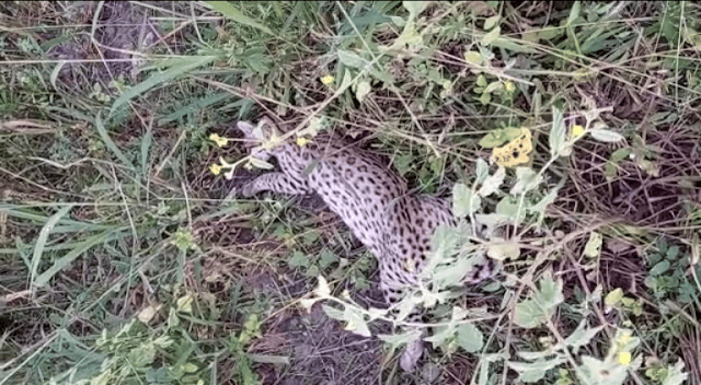 Filhote de onça pintada encontrado após atropelamento
