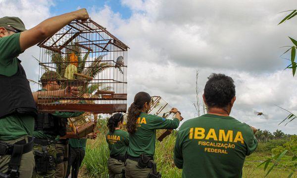 Servidores do Ibama em ação