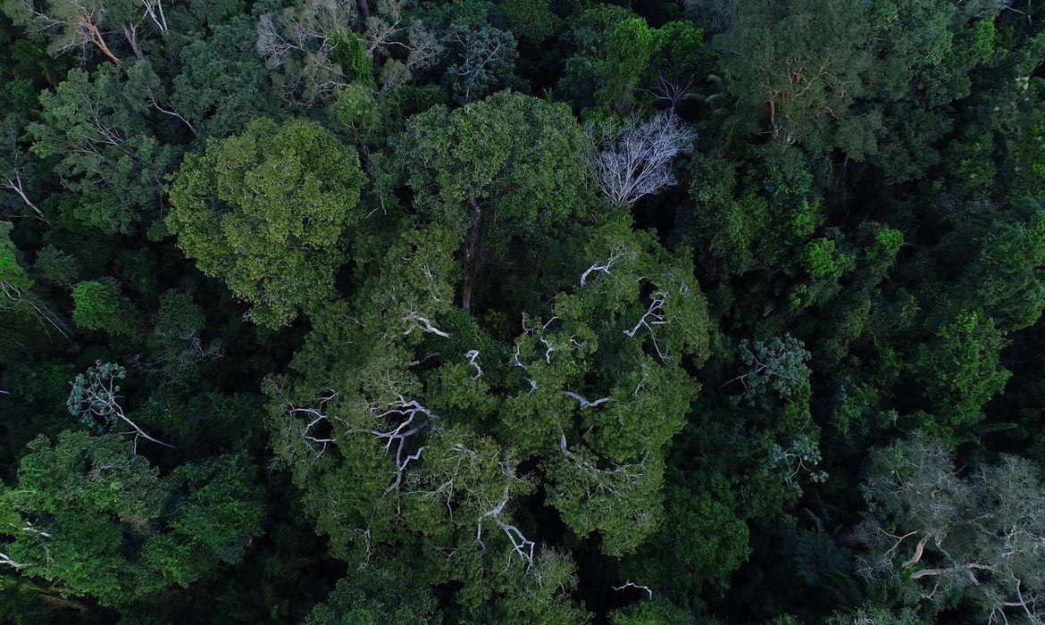Floresta amazonica