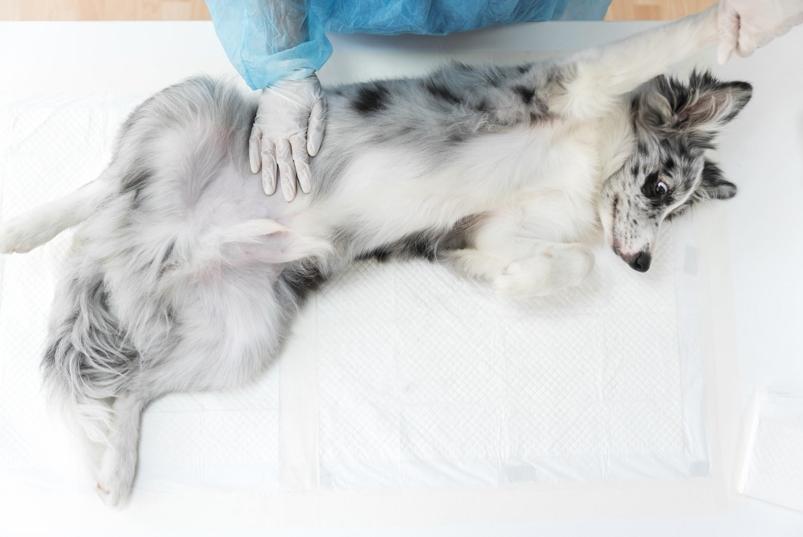PET
