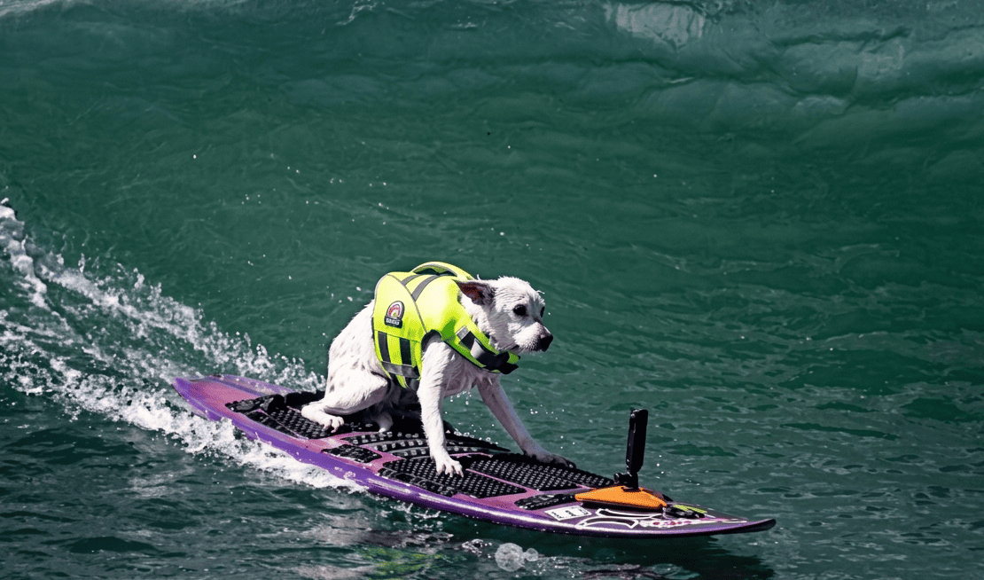 Sugar, ícone do surfe canino e pentacampeã mundial, morreu aos 16 anos após luta contra o câncer