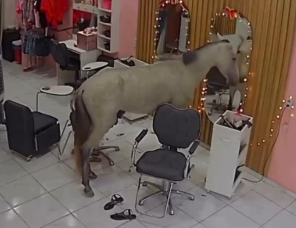 Mimoso se olha no espelho e depois dais numa boa