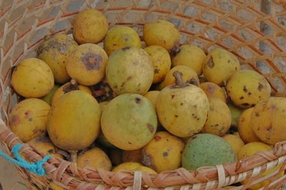 Bacuri é o tesouro da Amazônia e do Cerrado brasileiros
