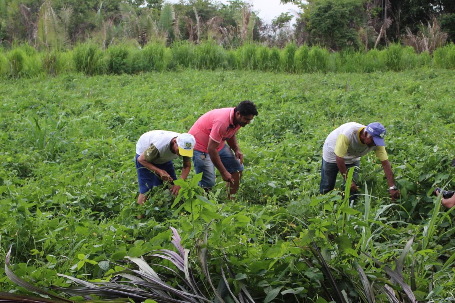 Agricultura familiar