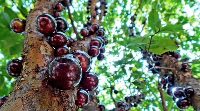 Jabuticaba, açaí e guaraná estão entre as melhores frutas do mundo em ranking gastrônomico