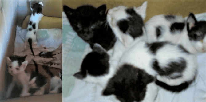 Filhotes de gatos abandonados em terreno baldio