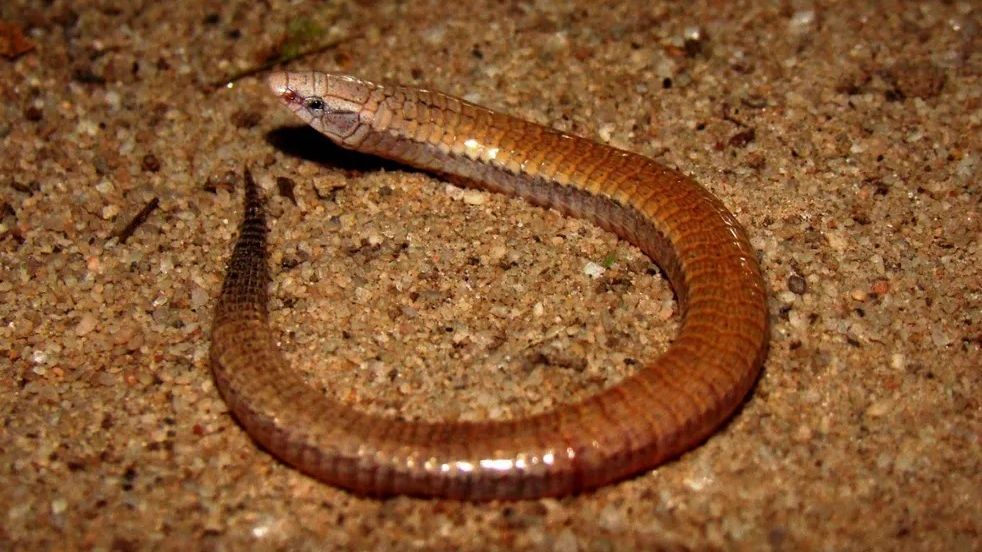 Animal foi localizado em novembro de 2016