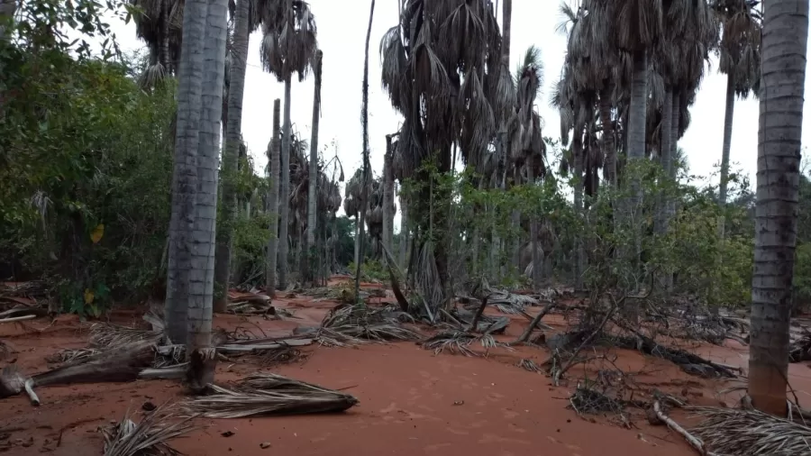 Morador diz que perdeu mais de 200 buritis após instalação de parque solar