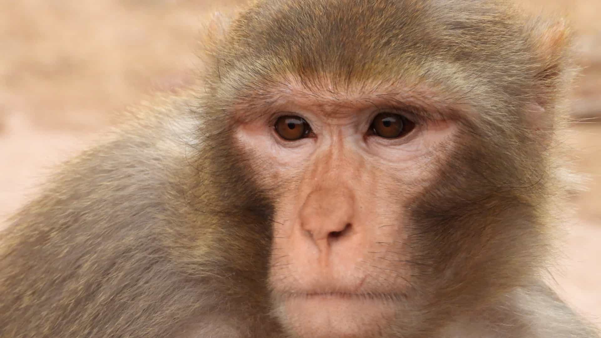 Cientistas criam macacos com autismo para testar novos medicamentos