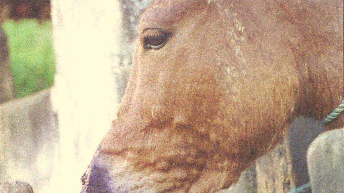 Animal com mormo