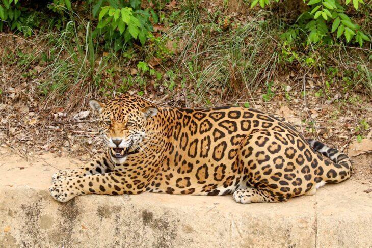 Onça do zoobotânico de Teresina