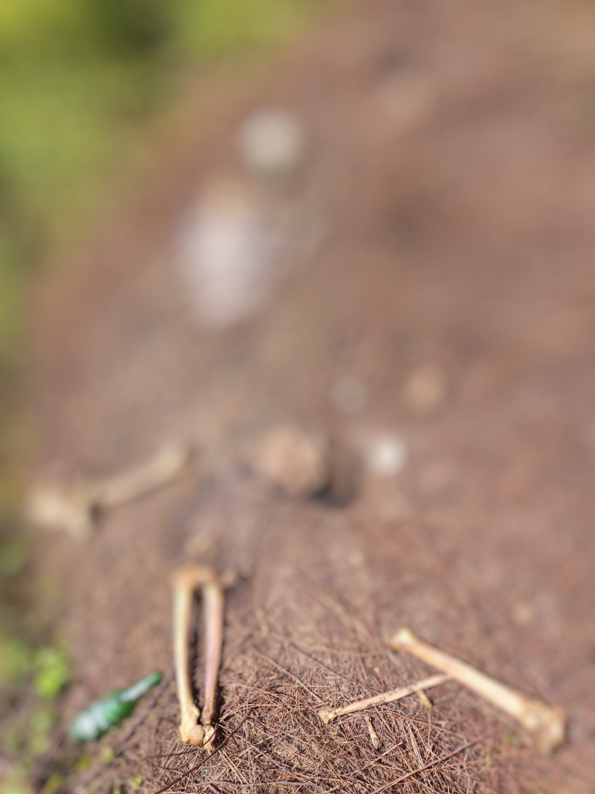 Ossada humana é encontrada na zona Sudeste