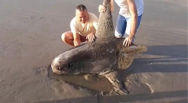 Peixe raro é encontrado no litoral do Piauí