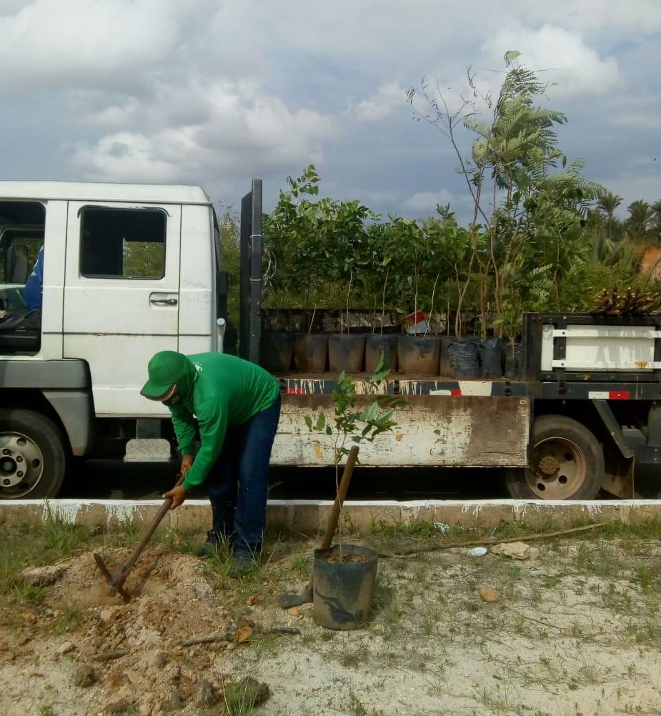 Avenidas da zona Norte recebem plantios de 150 mudas nativas e frutíferas