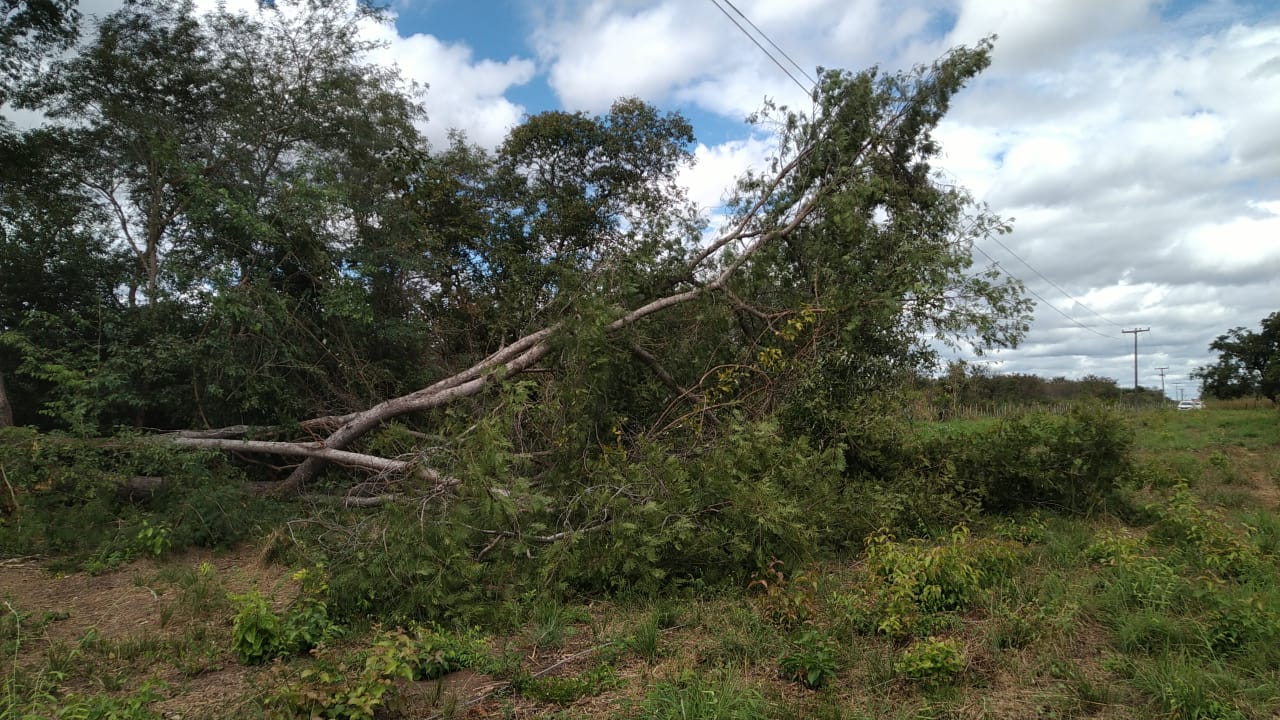 Poda irregular de árvore prejudica fornecimento de energia