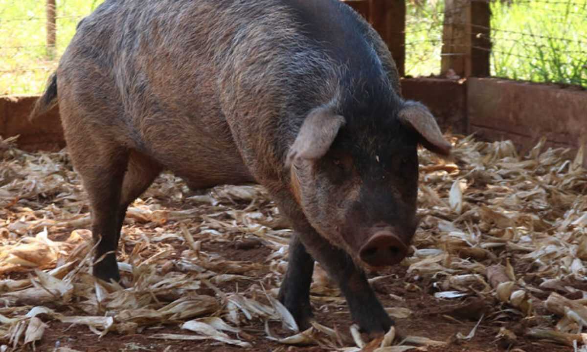 Adapi realiza abate sanitário de suínos em propriedade rural de Pedro II após confirmação de foco de peste suína clássica.