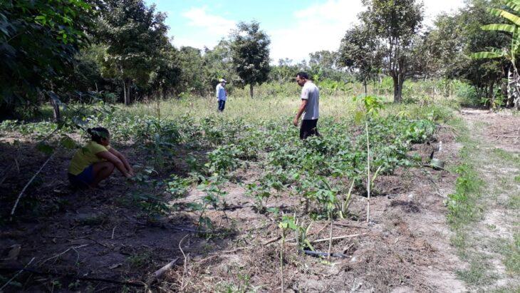 Agricultura