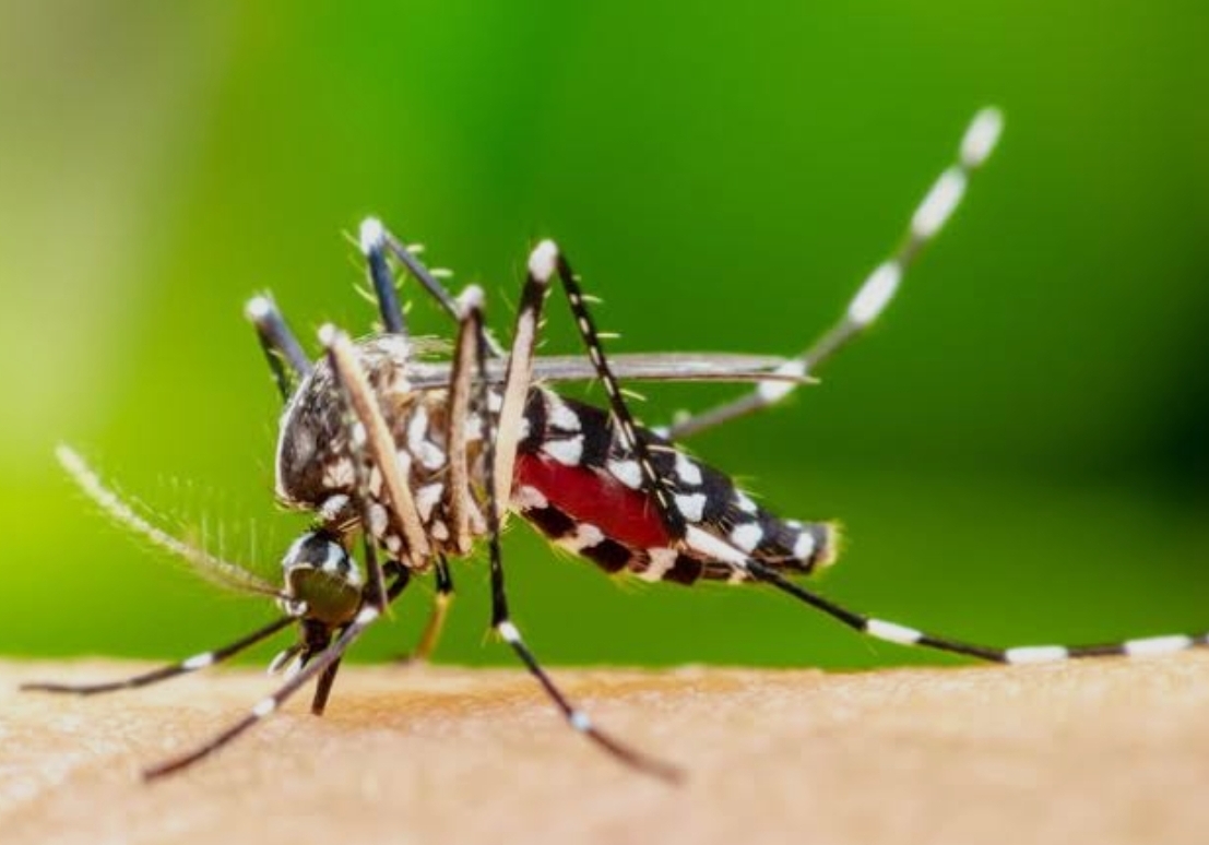 Mortes por dengue no Piauí aumentam em abril e maio, aponta estudo da UFPI