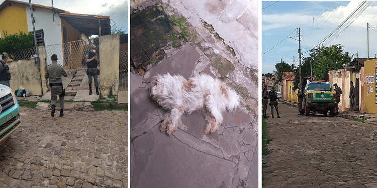 Pitbull invade casa e mata cachorro pequeno em Barras