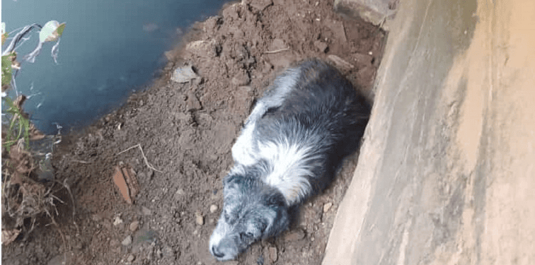 Cachorro ferido é abandonado debaixo de ponte