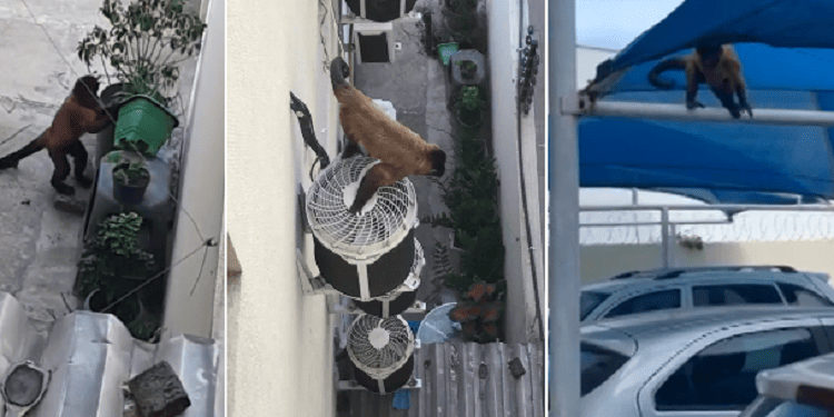 Macaco toca o terror em condomínio da zona Leste